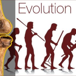 evolution of oseoarthritis