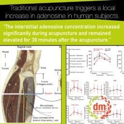 adenosine and acupuncture